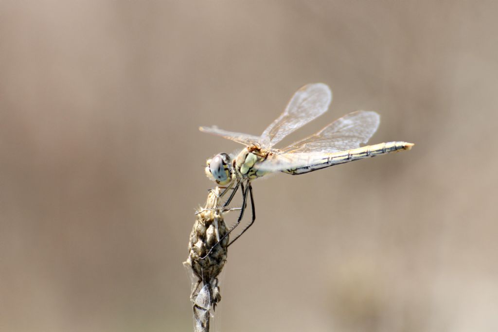 Tutti Sympetrum fonscolombei?